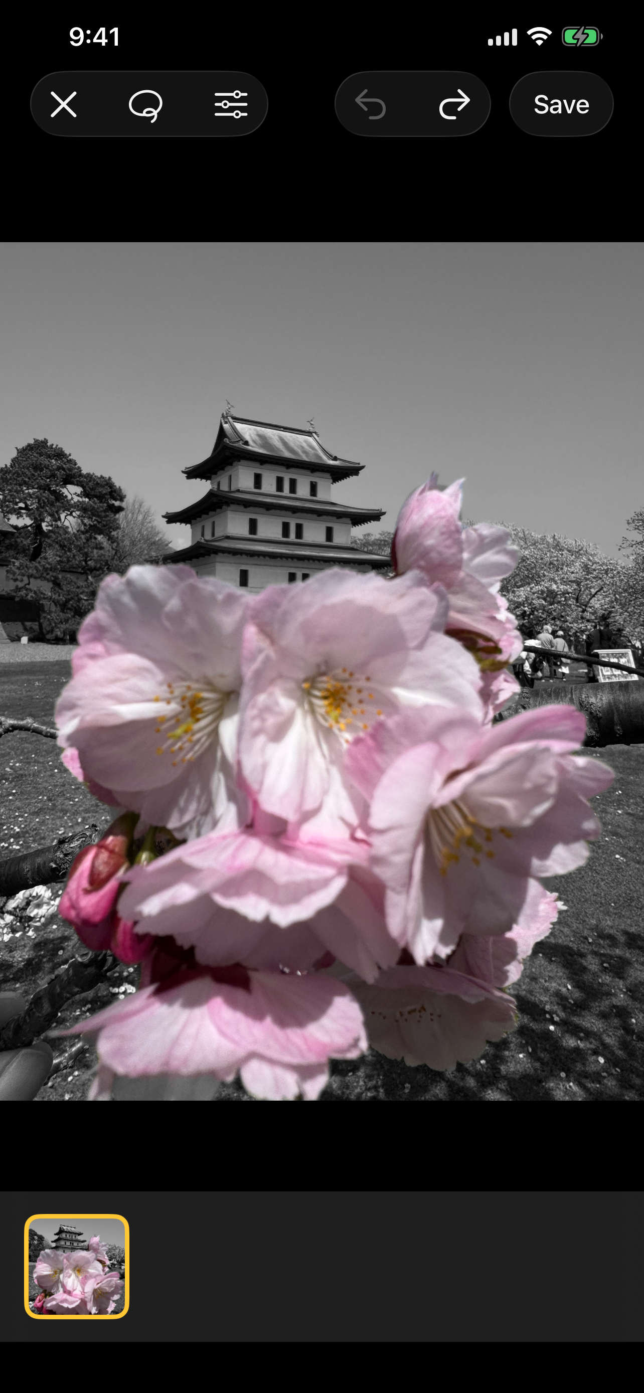 Cherry blossoms kept in color while the castle background turns grayscale